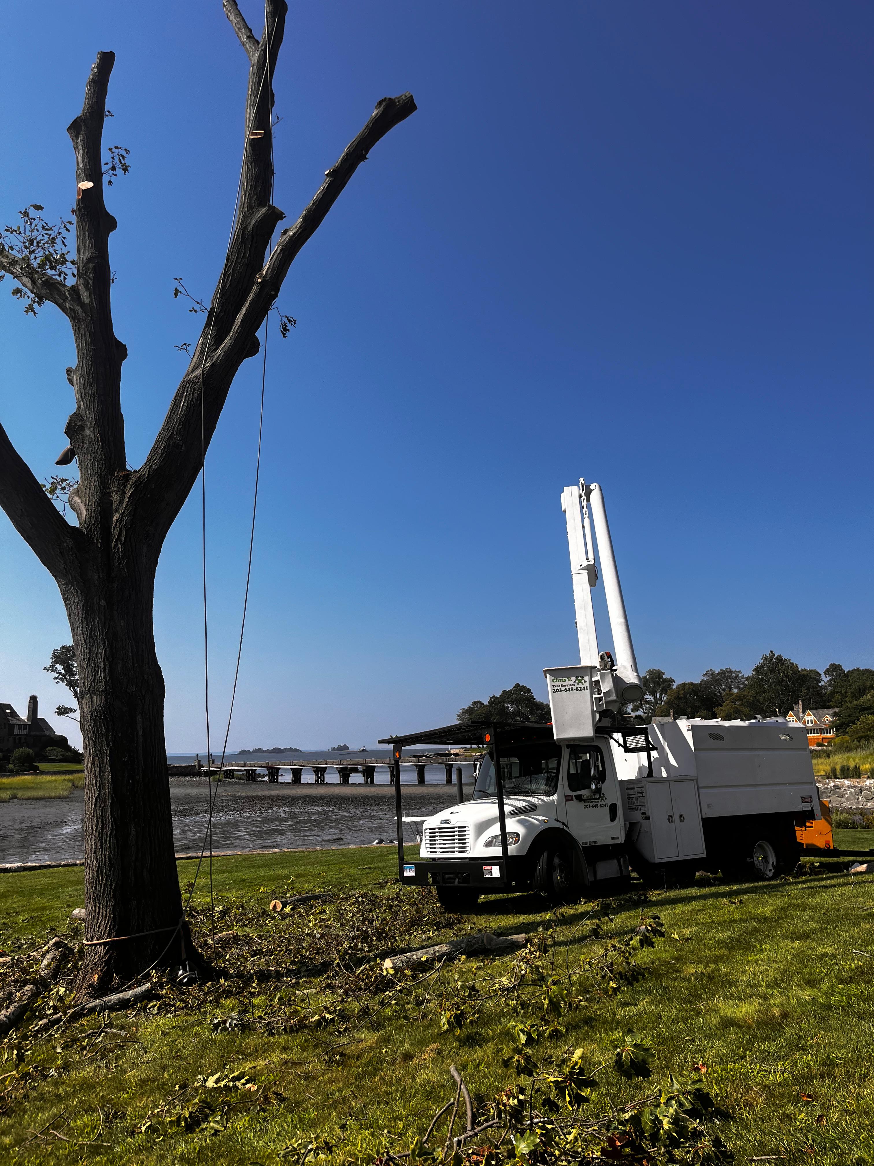 Crane tree removal CT