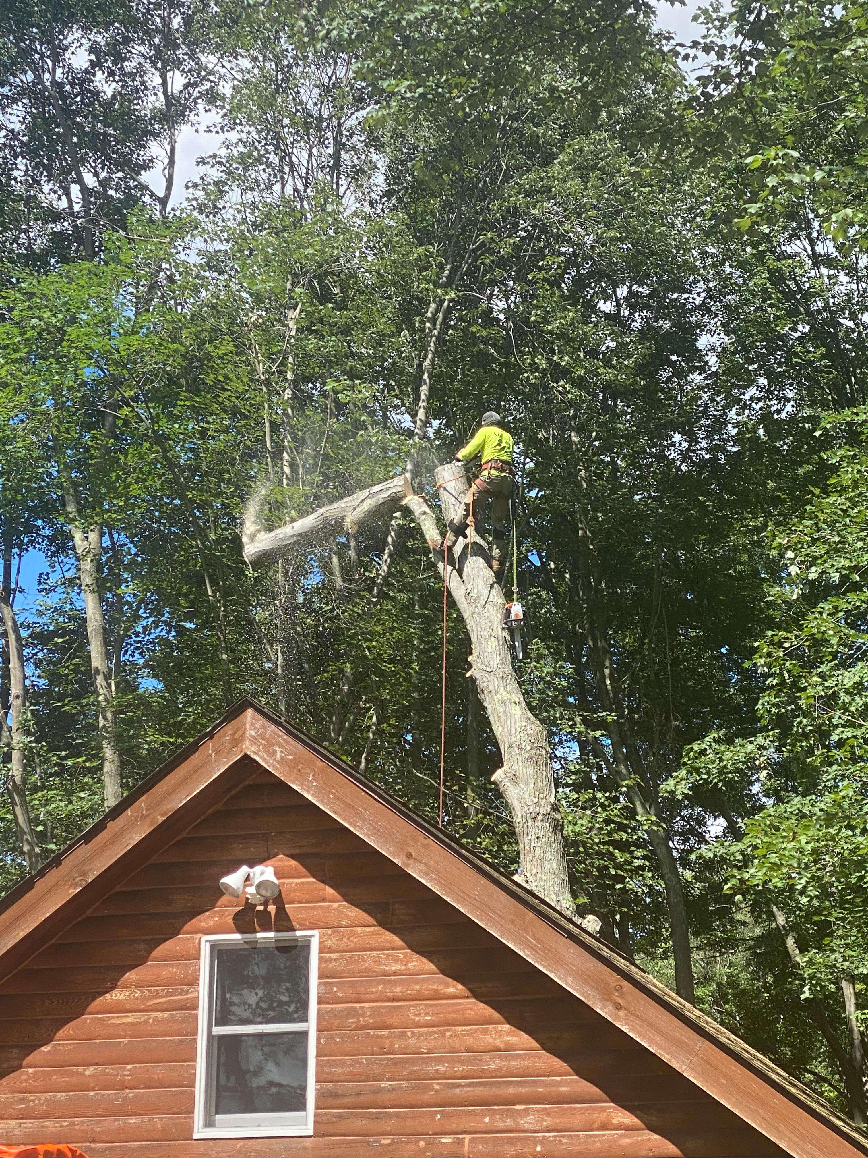Tree Trimming Fairfield County CT